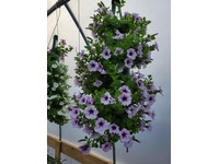 Greenhouse